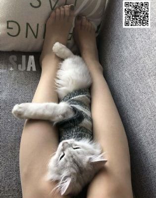 九重紫全集